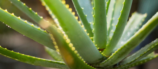 Aloe Vera