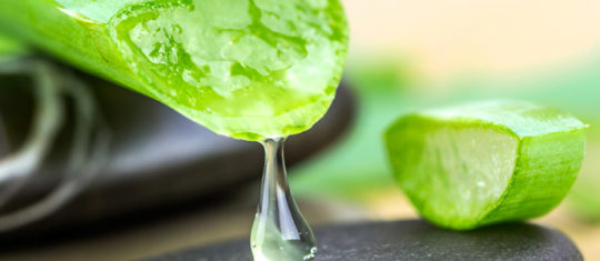 bienfaits aloe vera
