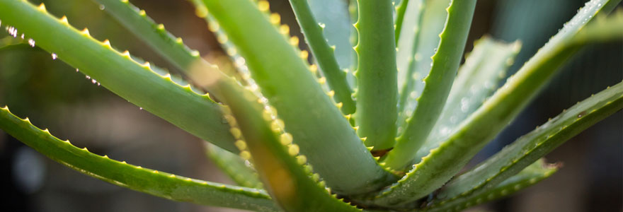 Aloe Vera